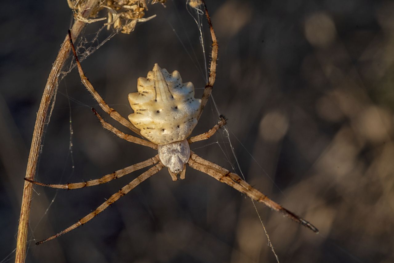 L''Argiope lobata
